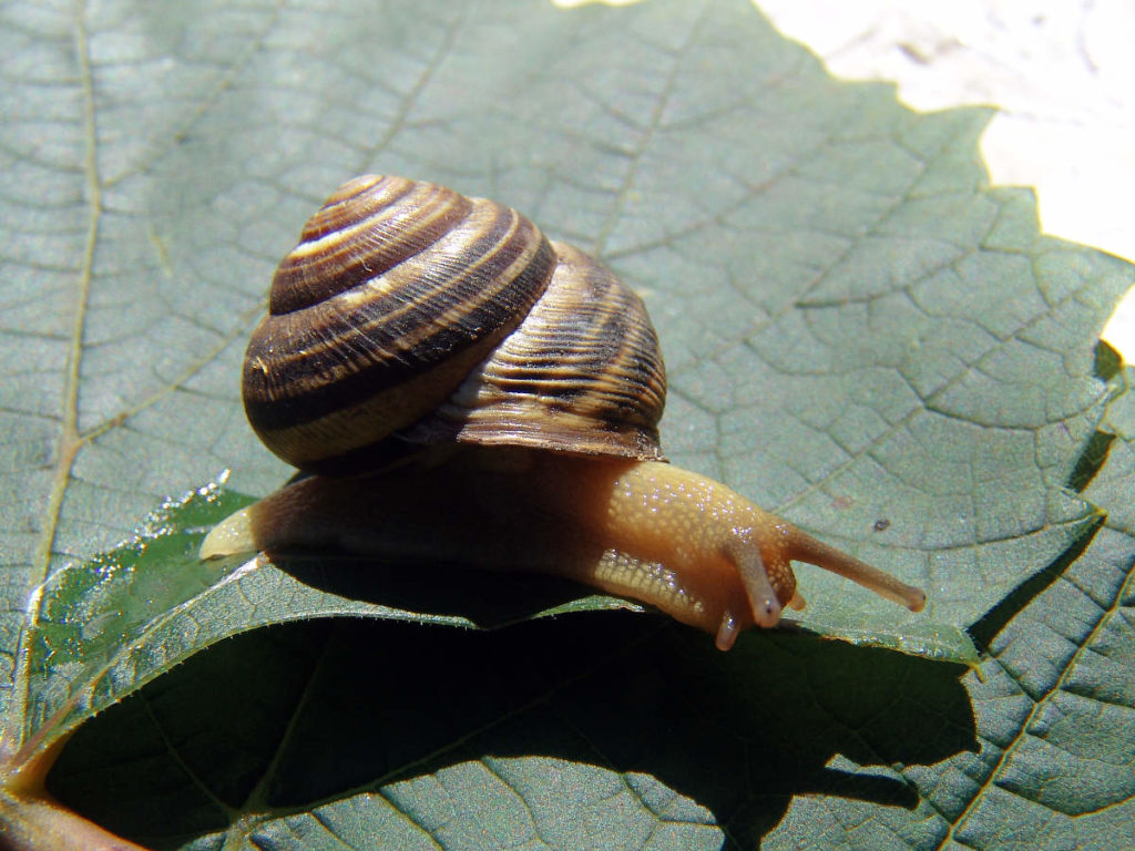 Caracol en una hoja de uva