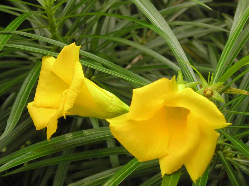 adelfa amarilla quercus jardiners jardin mediterraneo