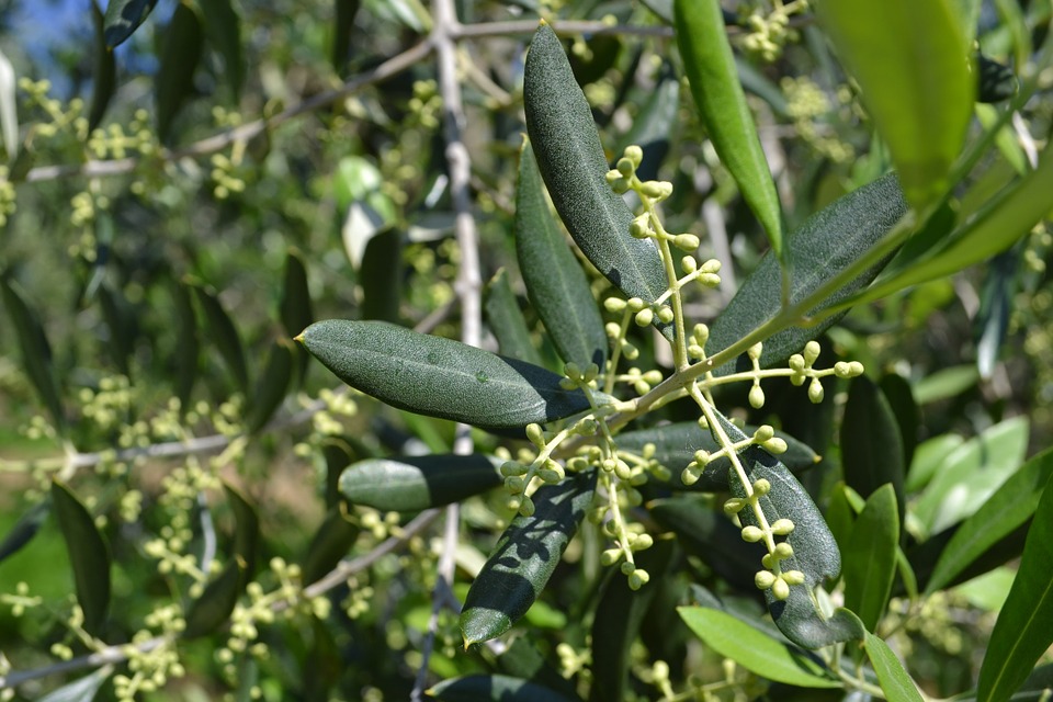olivo quercus jardiners jardin mediterraneo