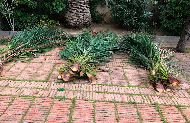 PalmeraPoda PalmeraPoda