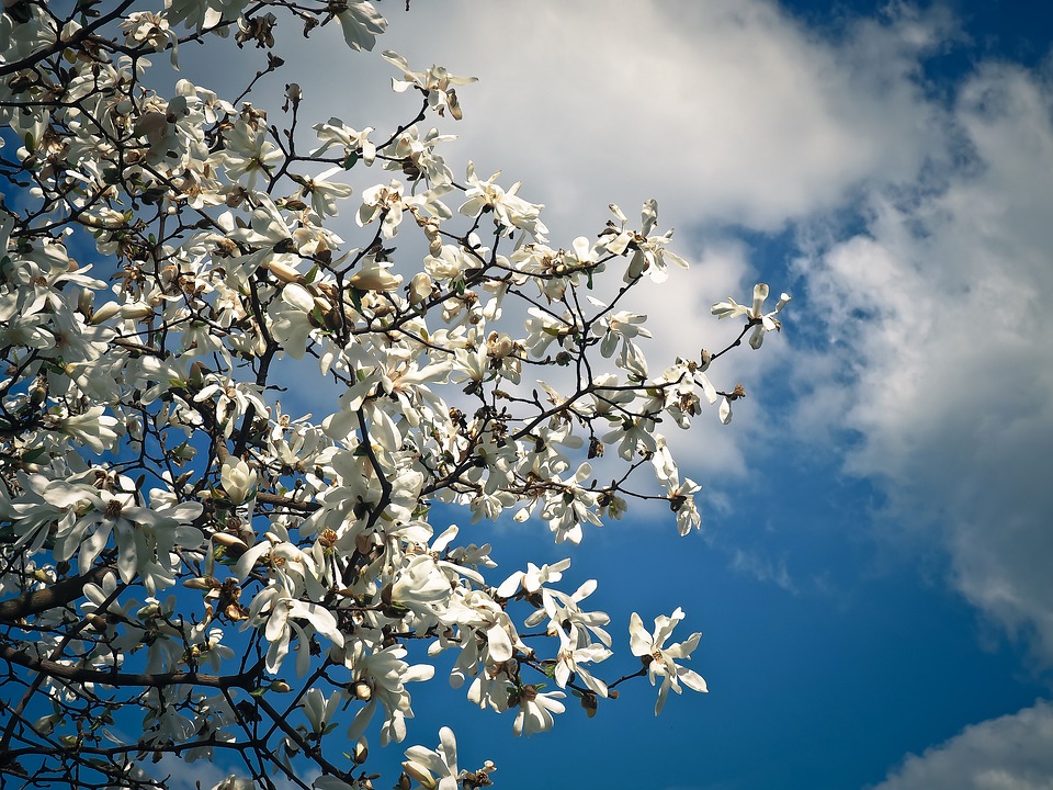 Las mejores flores y plantas para primavera → Quercus Jardiners