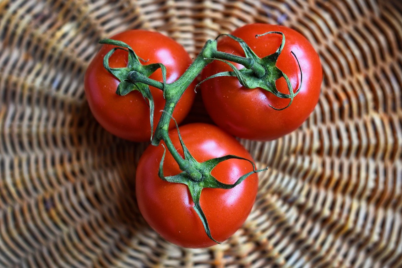 enfermedades plagas del tomate quercus jardiners